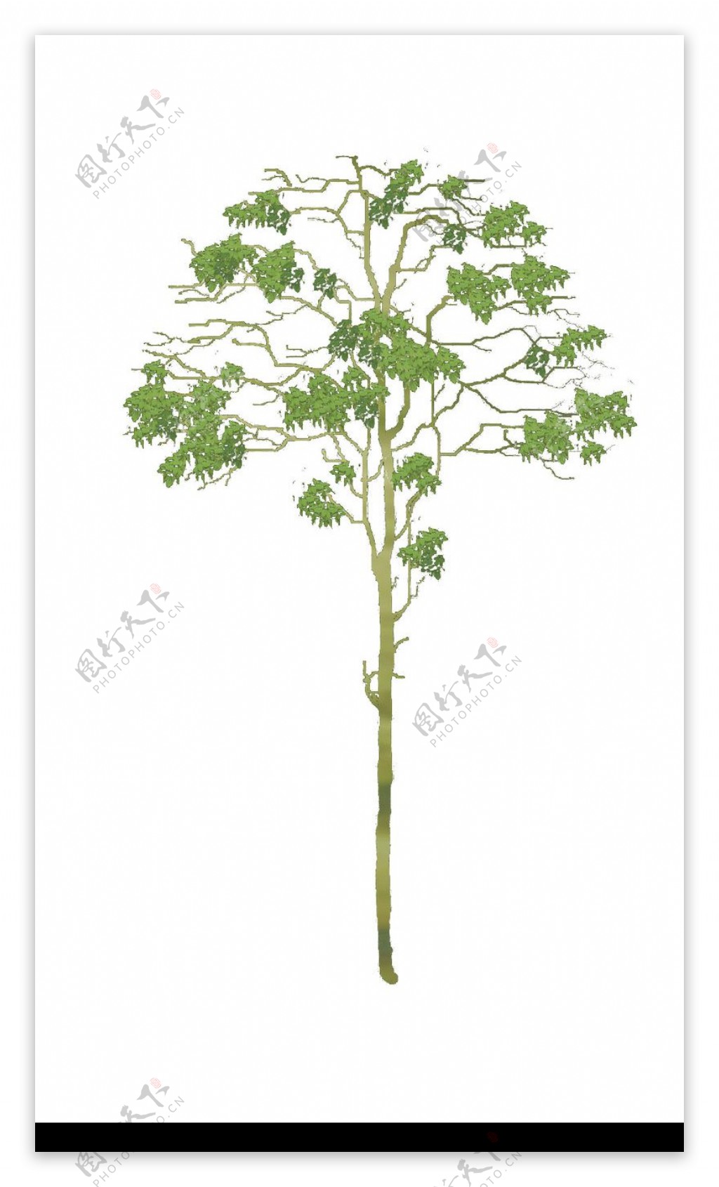 盆栽植物0122