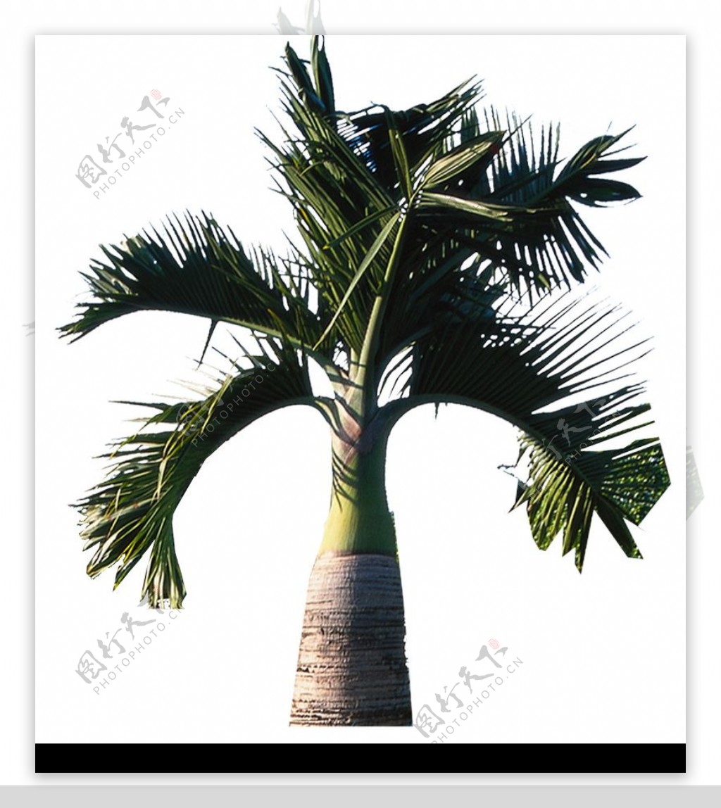 棕榈及椰树0004