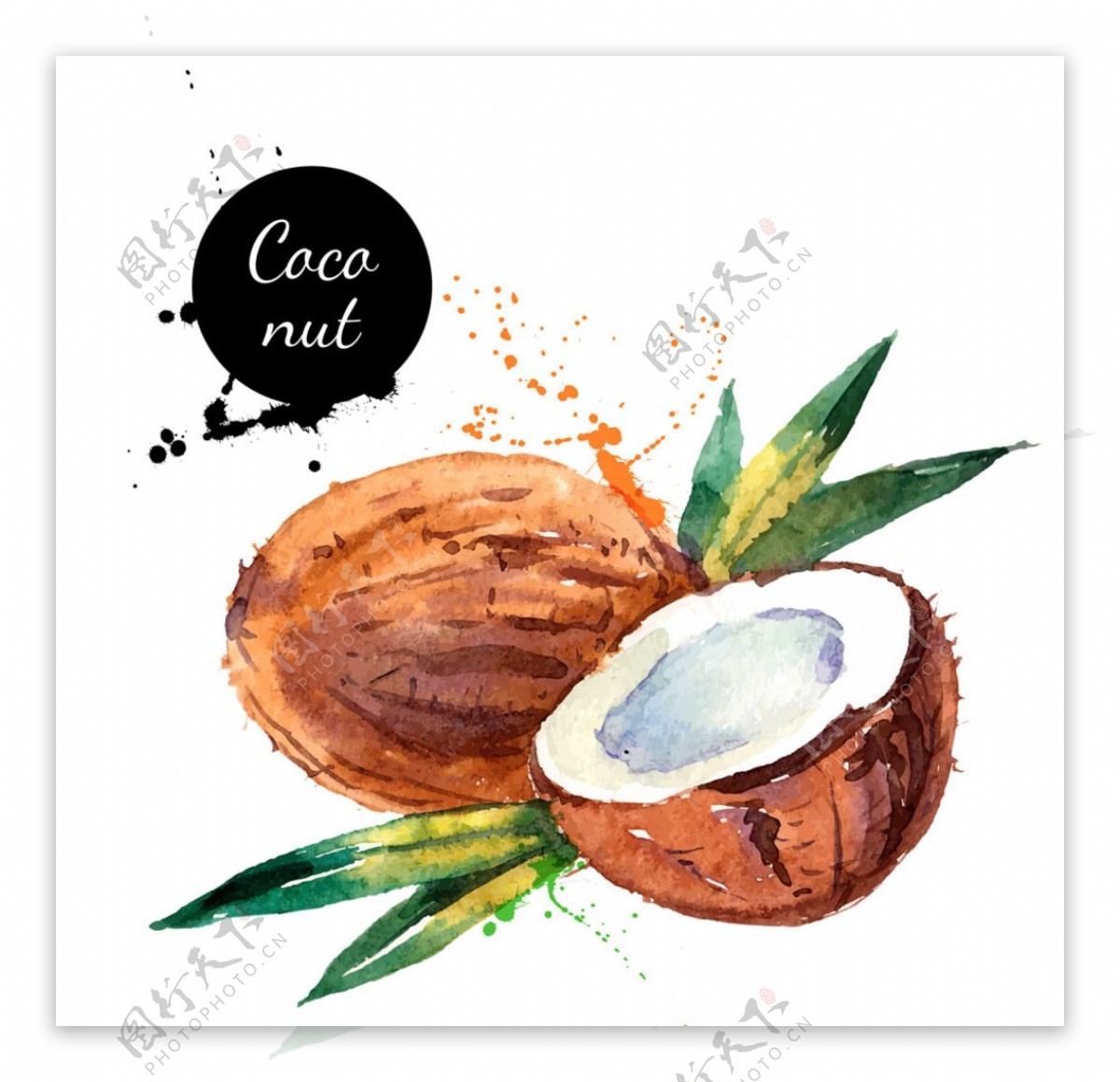 椰子手绘椰子水果