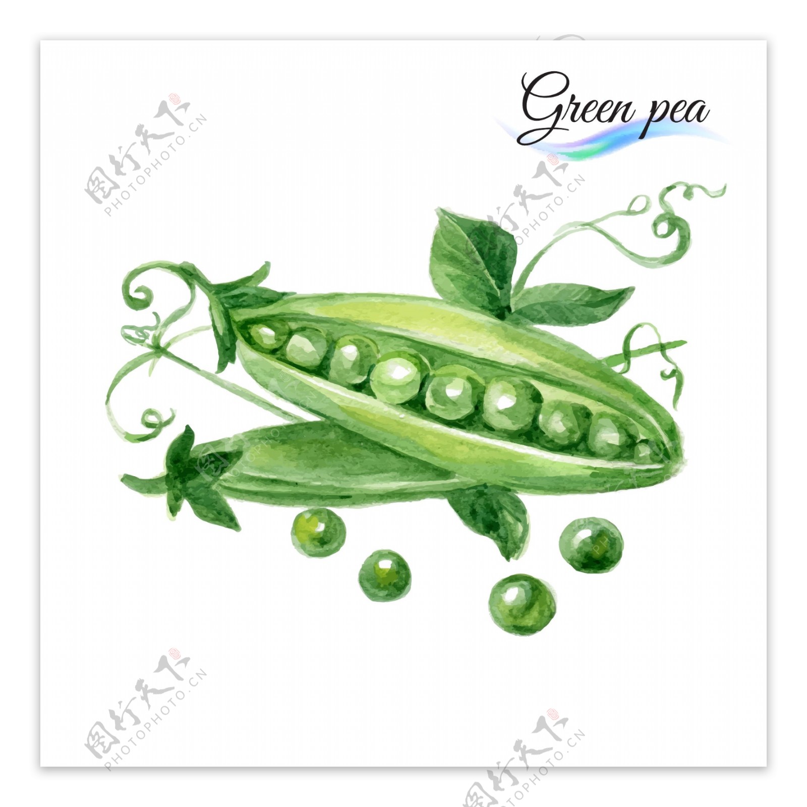 蔬菜豌豆