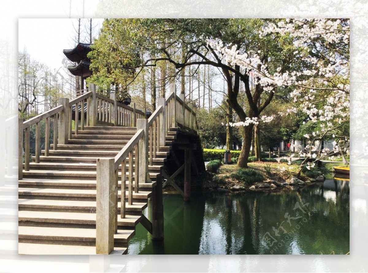 樱花木桥流水