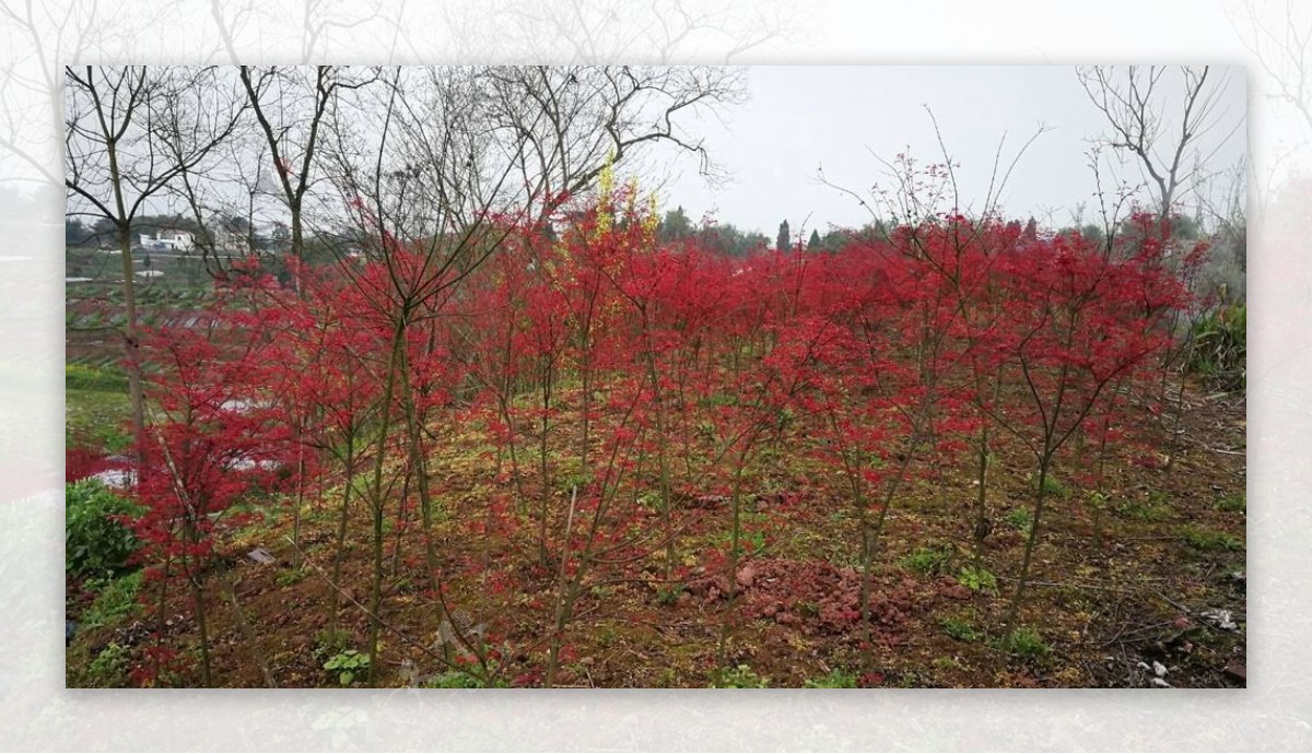 红枫树树苗摄影图