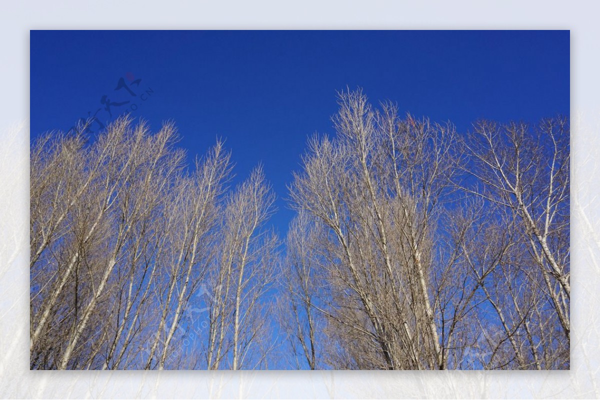 蓝天杨树冬天
