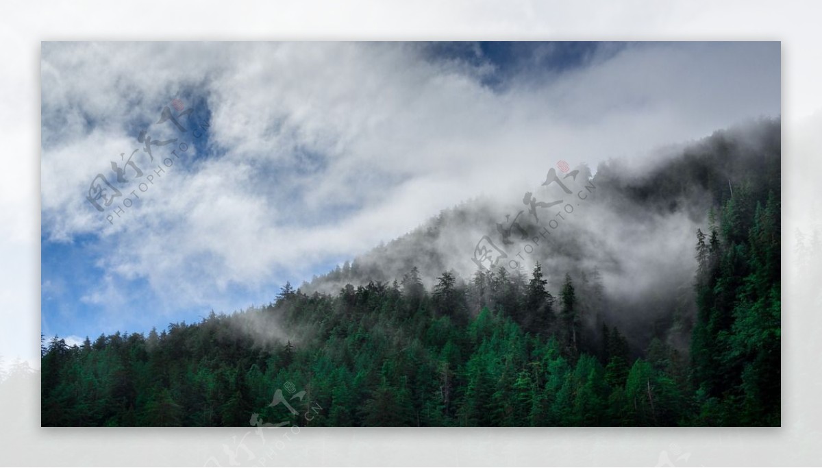 云雾森林风景