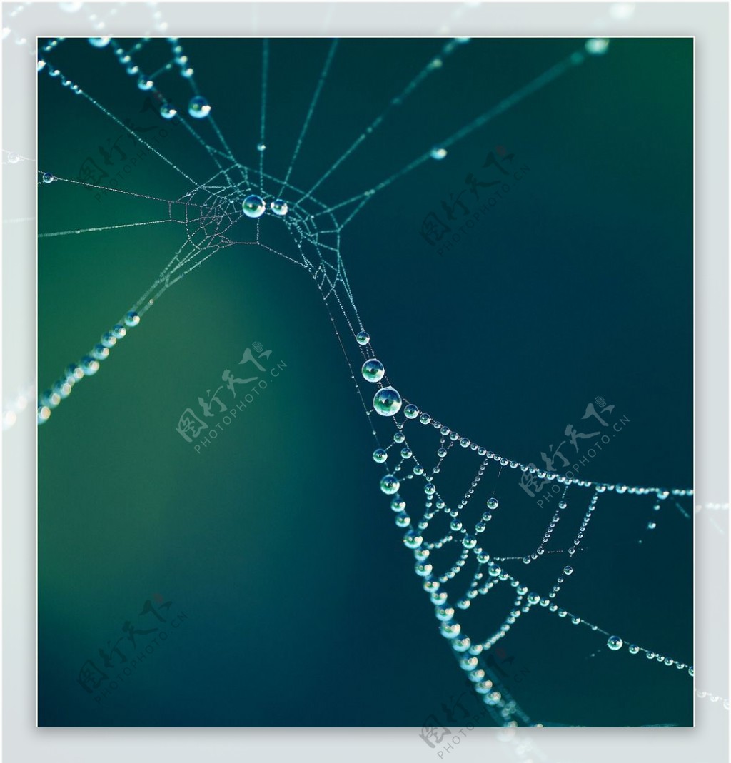 残缺的蜘蛛网