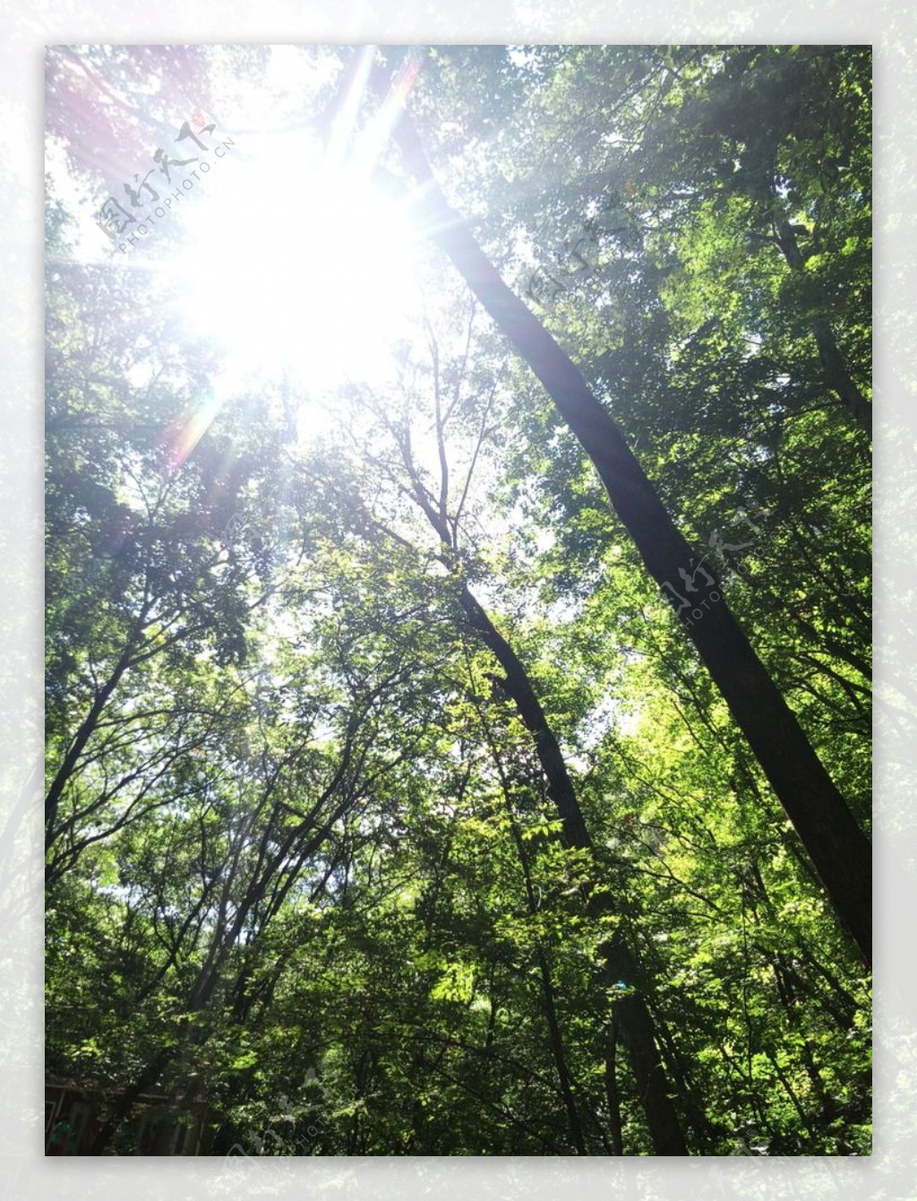 丛林中的阳光