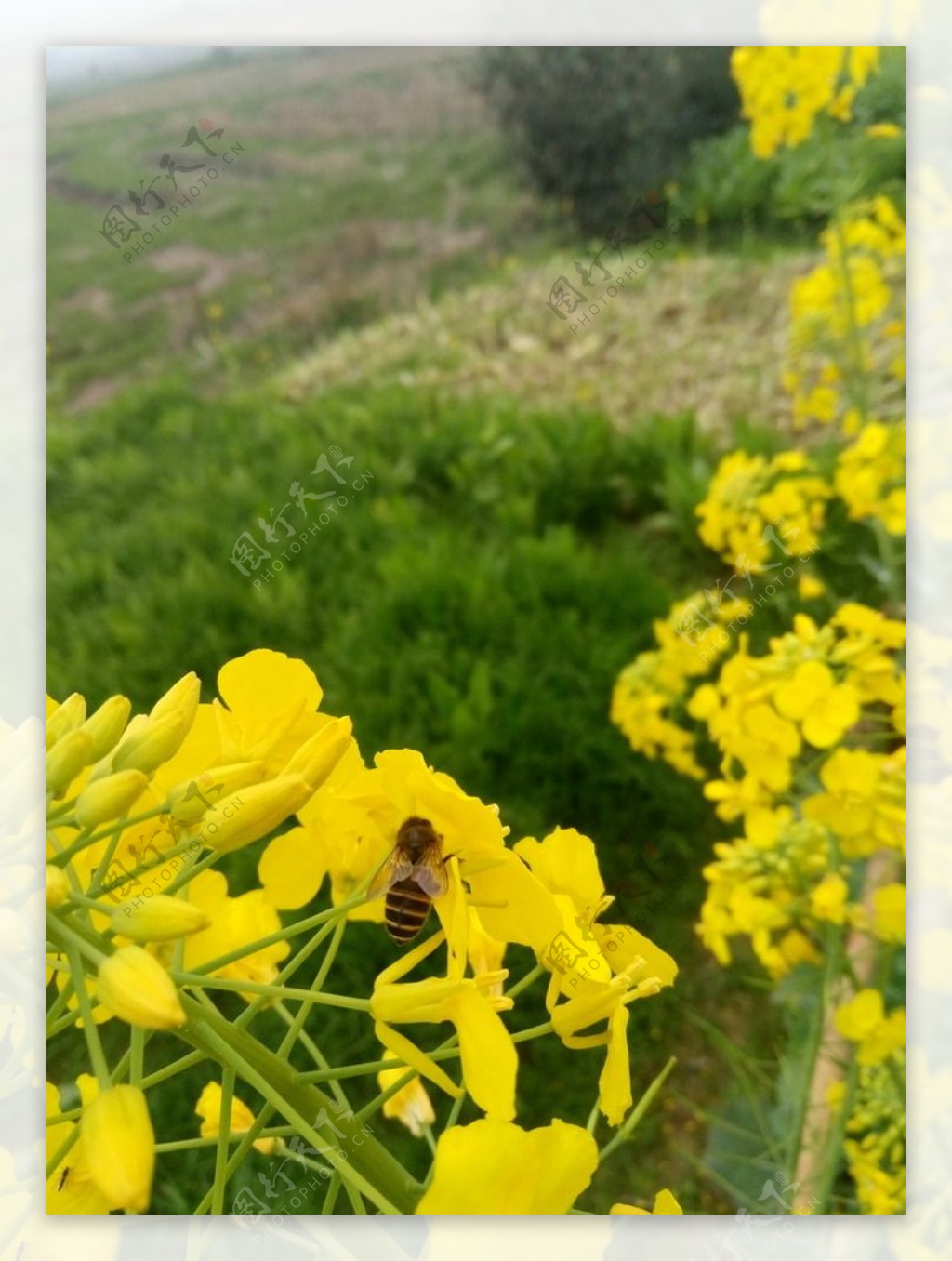 绿色田野蜜蜂