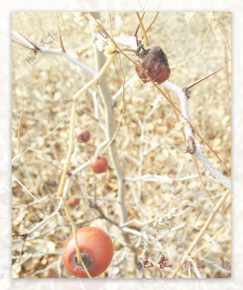 冬天的酸枣树