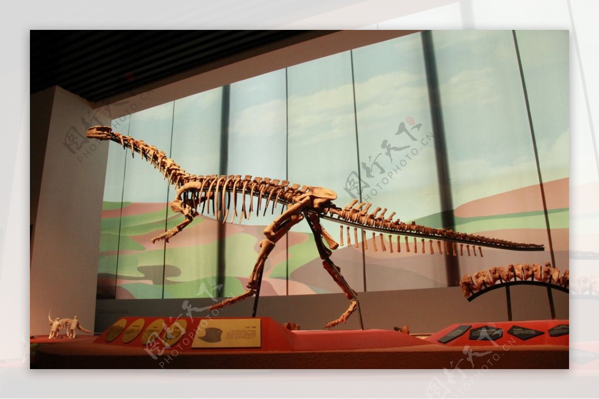 云南省博物馆恐龙化石