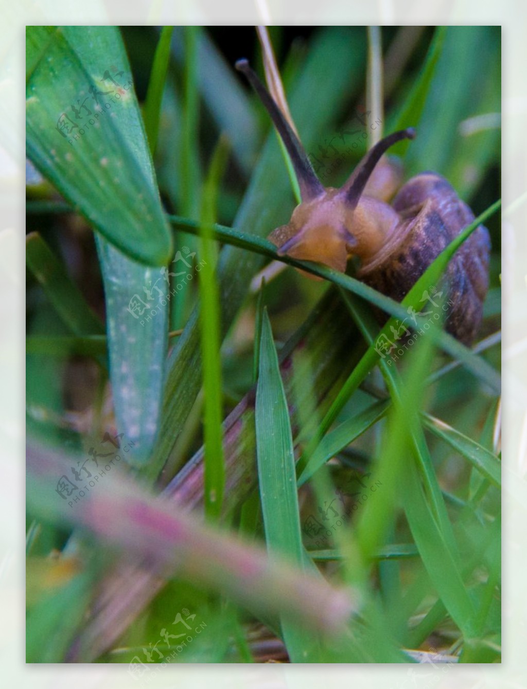草丛小蜗牛
