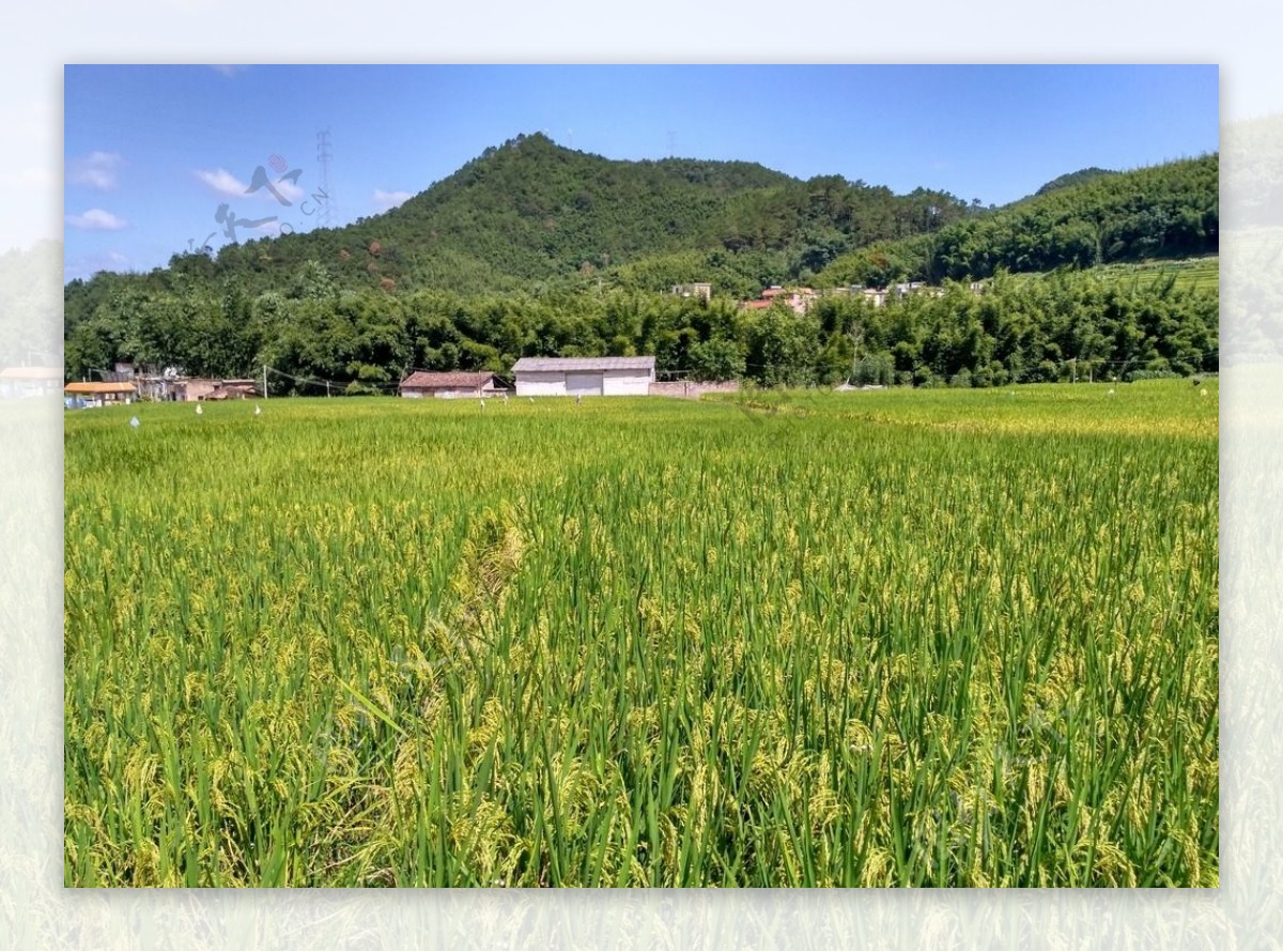 山川的田野