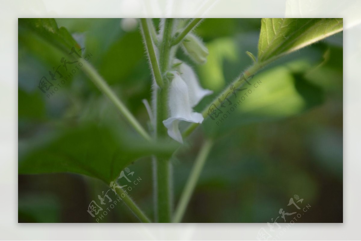 芝麻