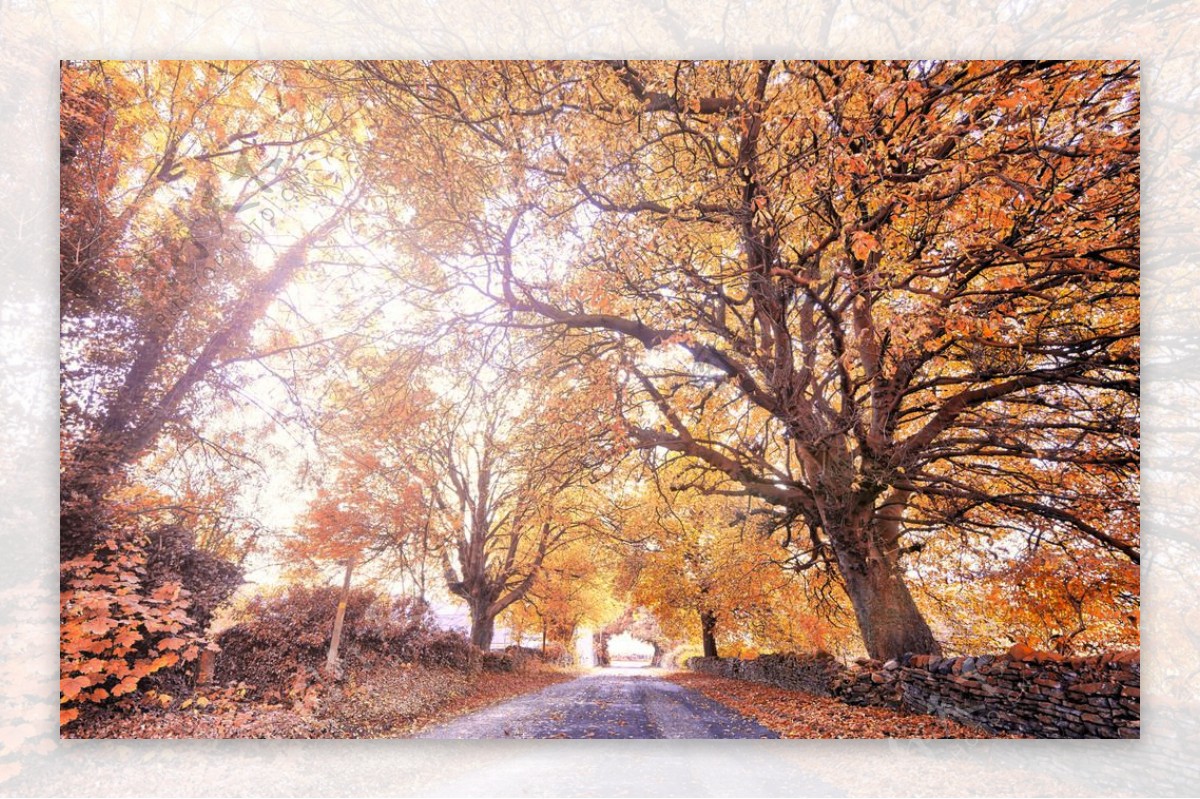 秋天的树林乡间小路