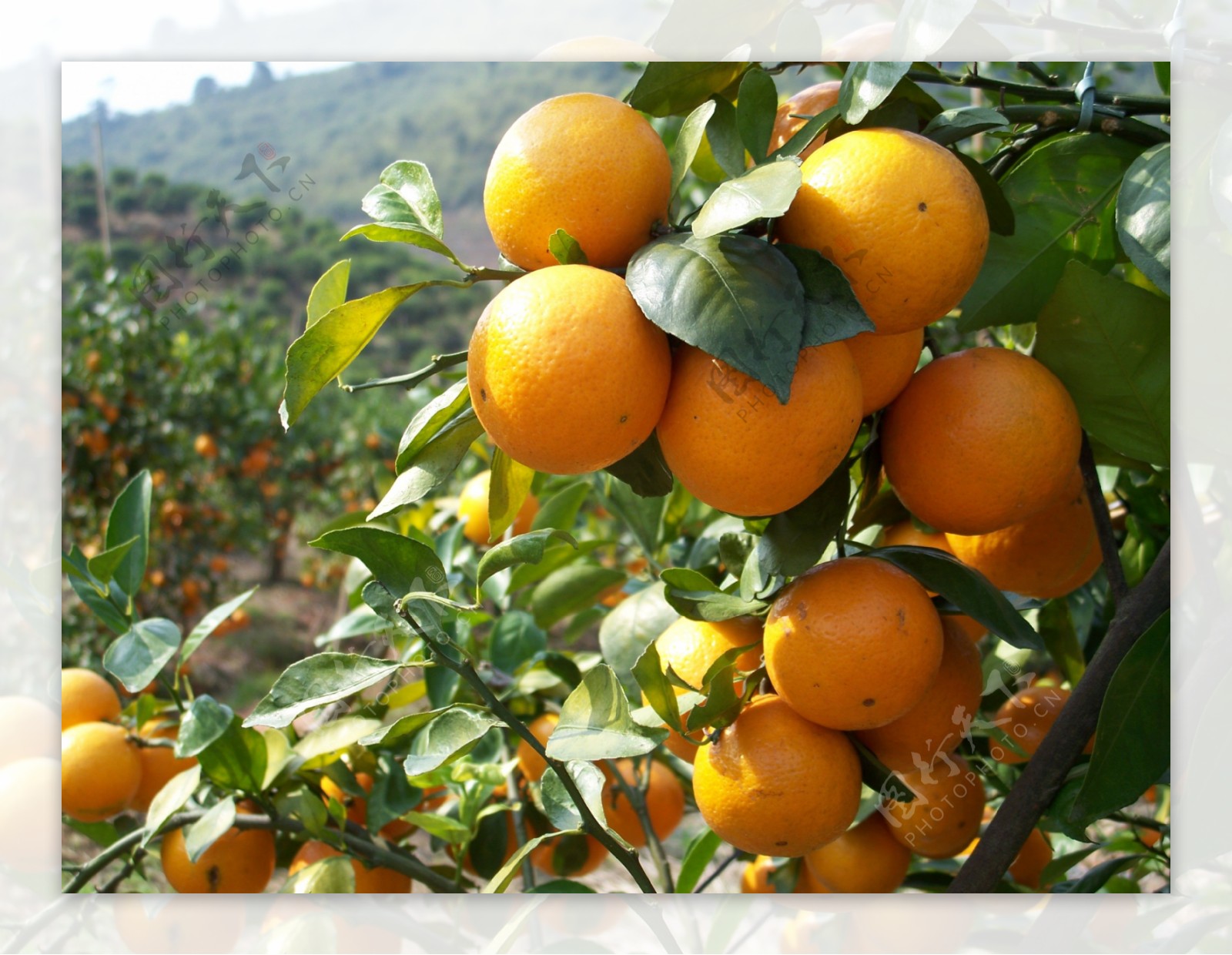柑橘品种大全_柑橘新品种有哪些_最好的柑橘品种推荐-柑桔人管家