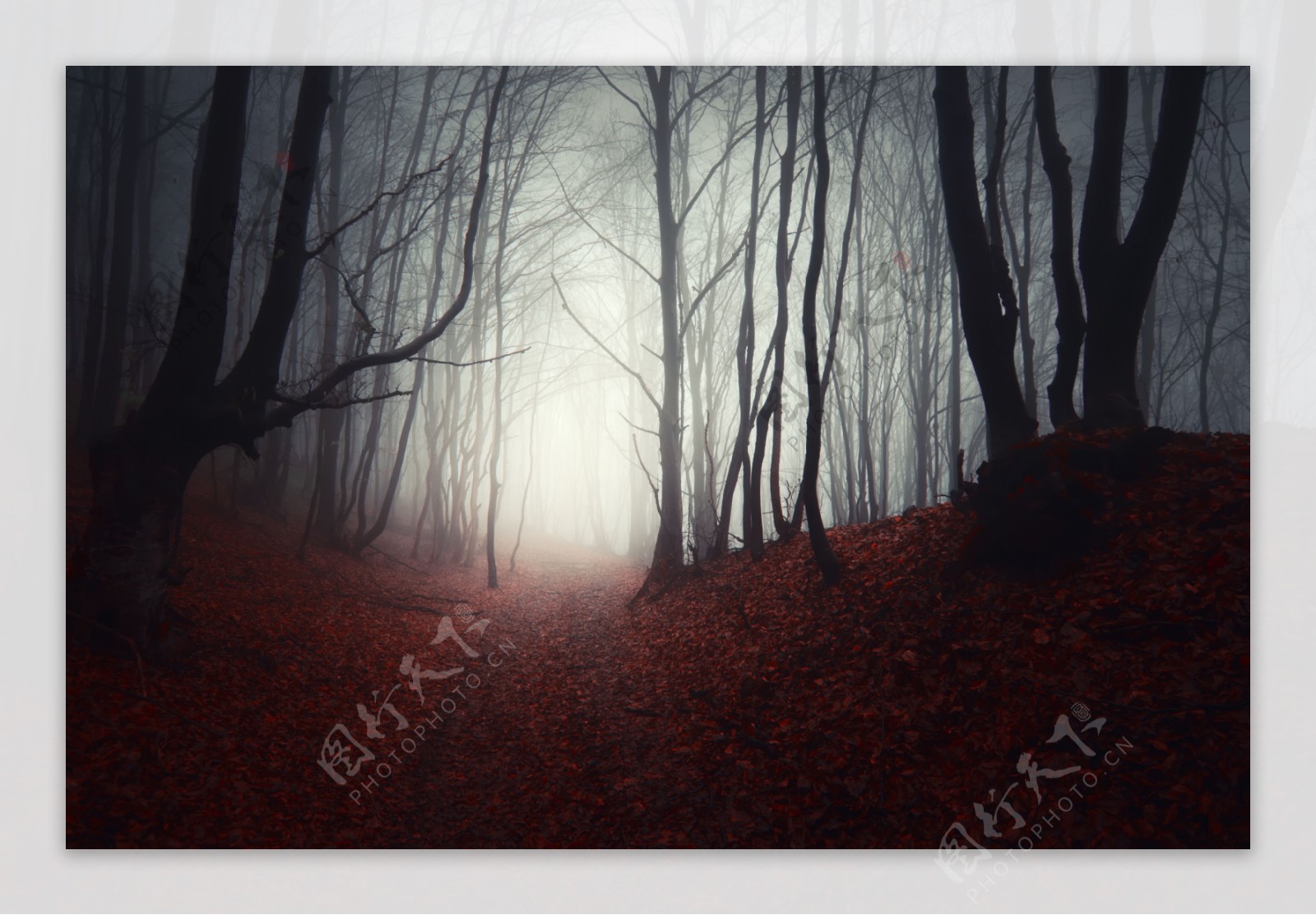 晨雾中的森林