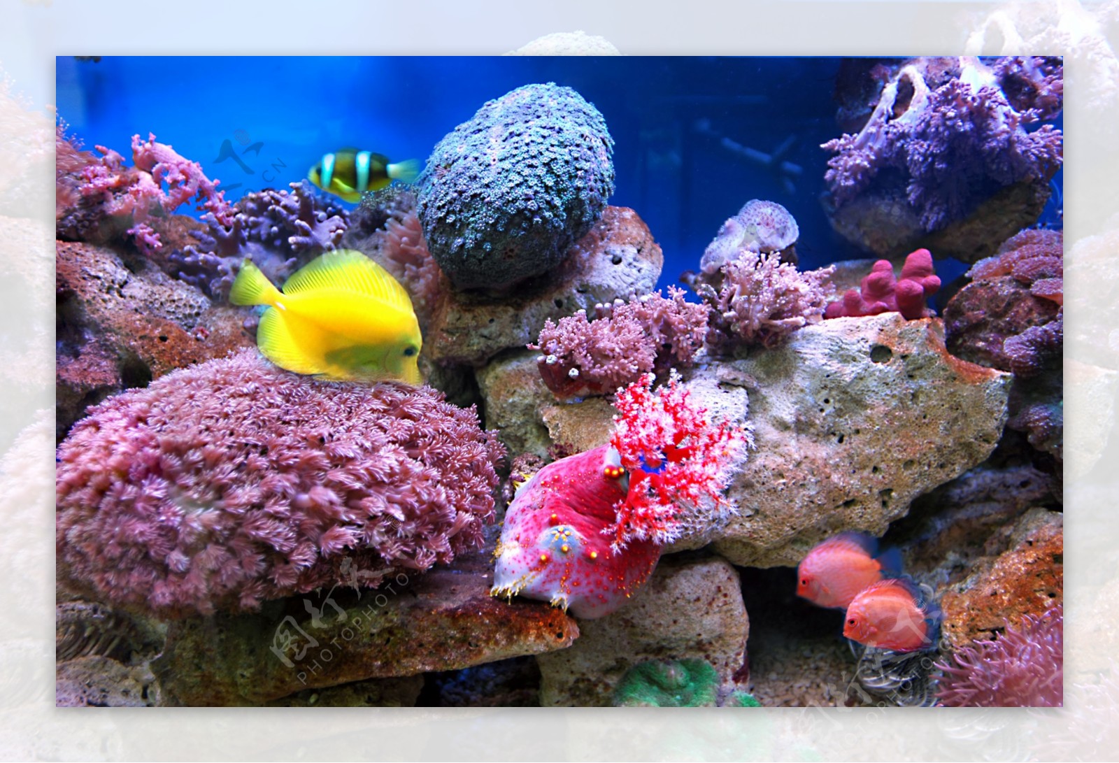 珊瑚礁海底世界素材-珊瑚礁海底世界图片素材下载-觅知网
