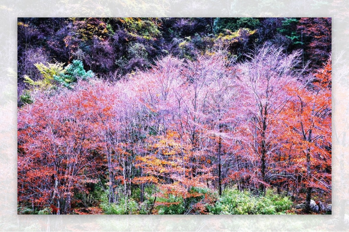 四川广元唐家河