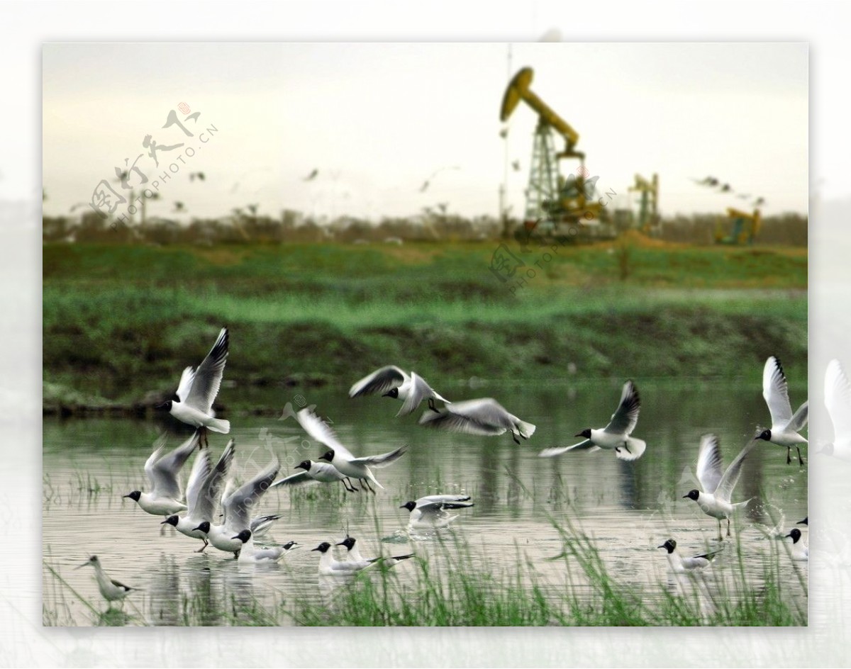 油城湖群鸟湿地