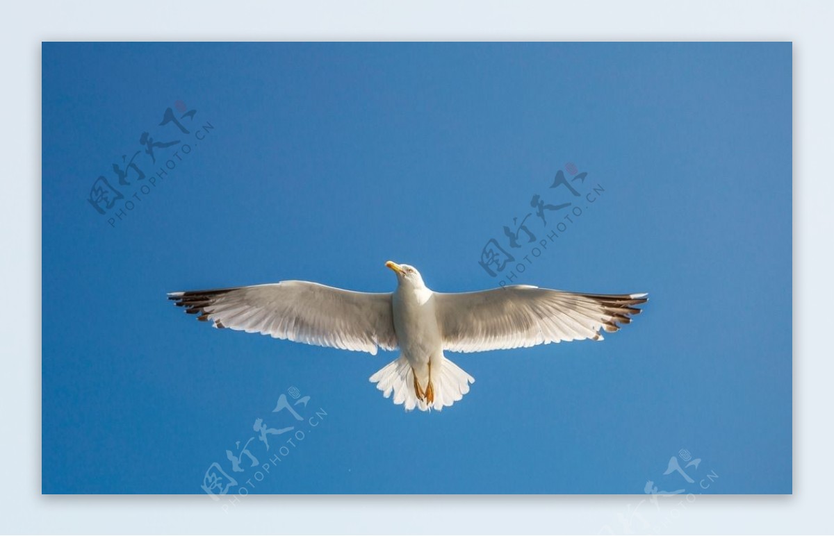 蓝天下翱翔的海鸥