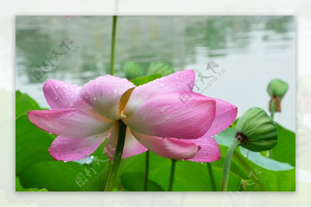 雨露荷花