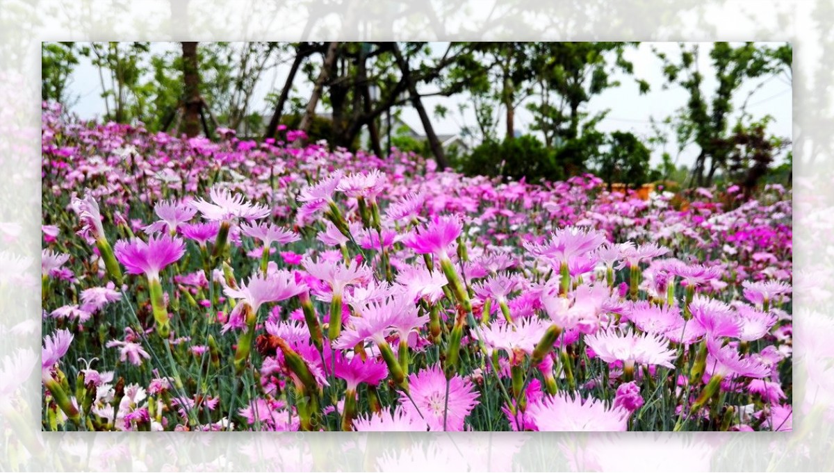 花海