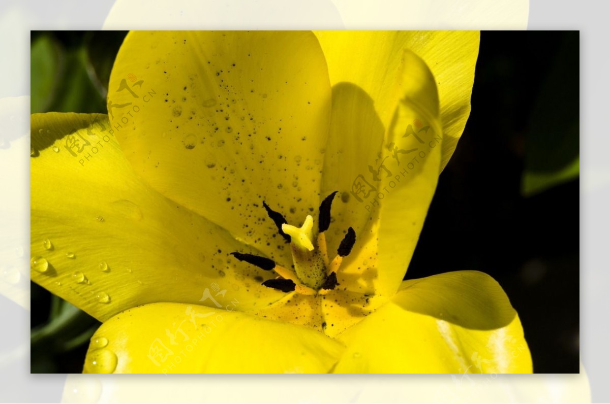 黄色蝴蝶兰微距花朵