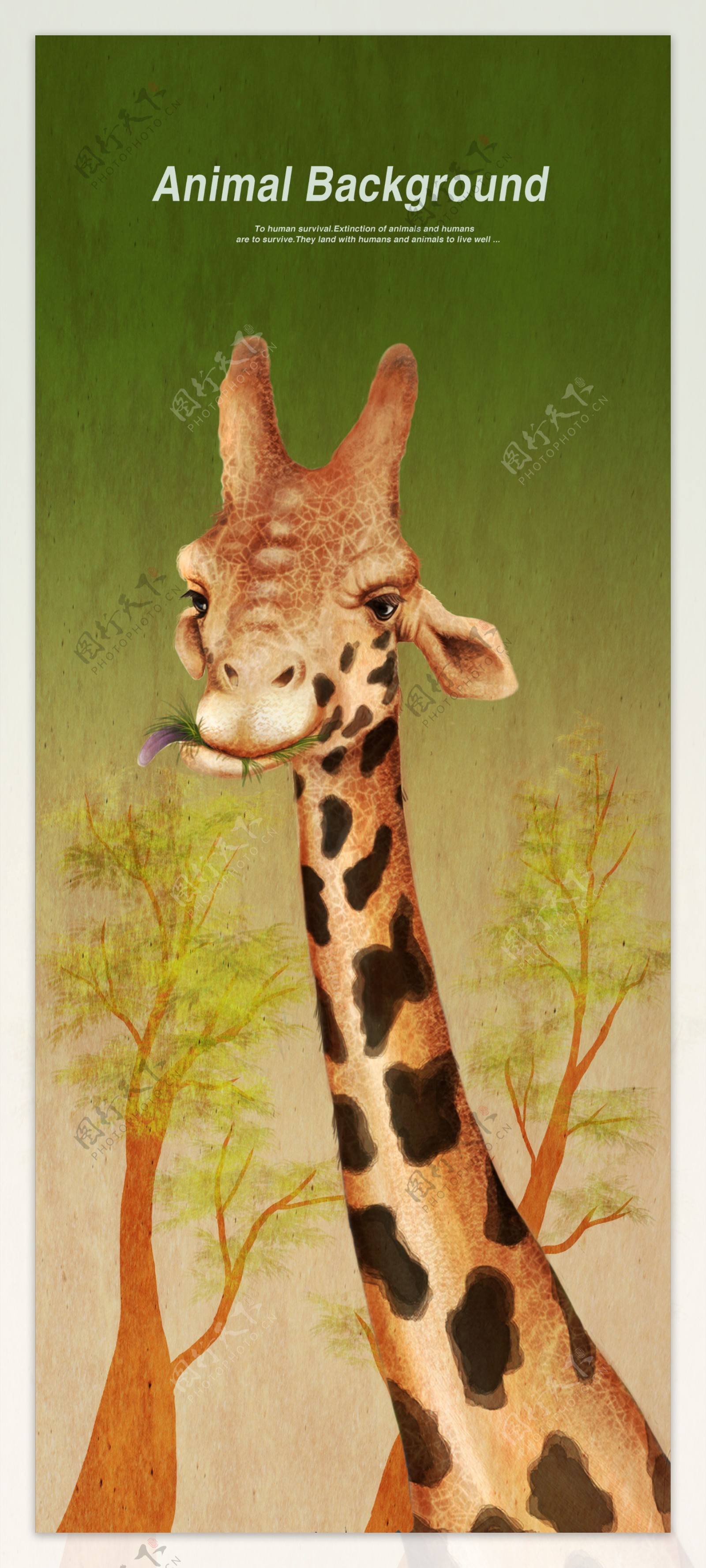 长颈鹿动物海报展示背景