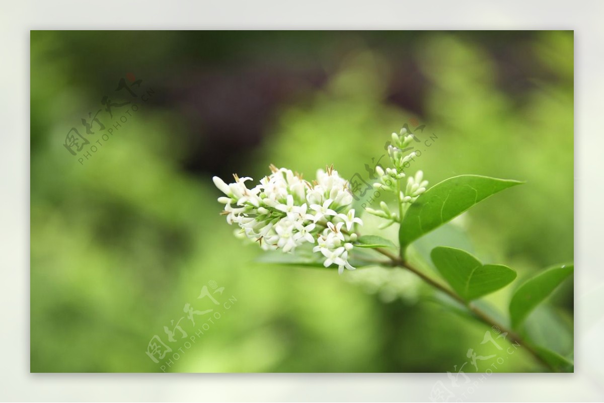 小白花