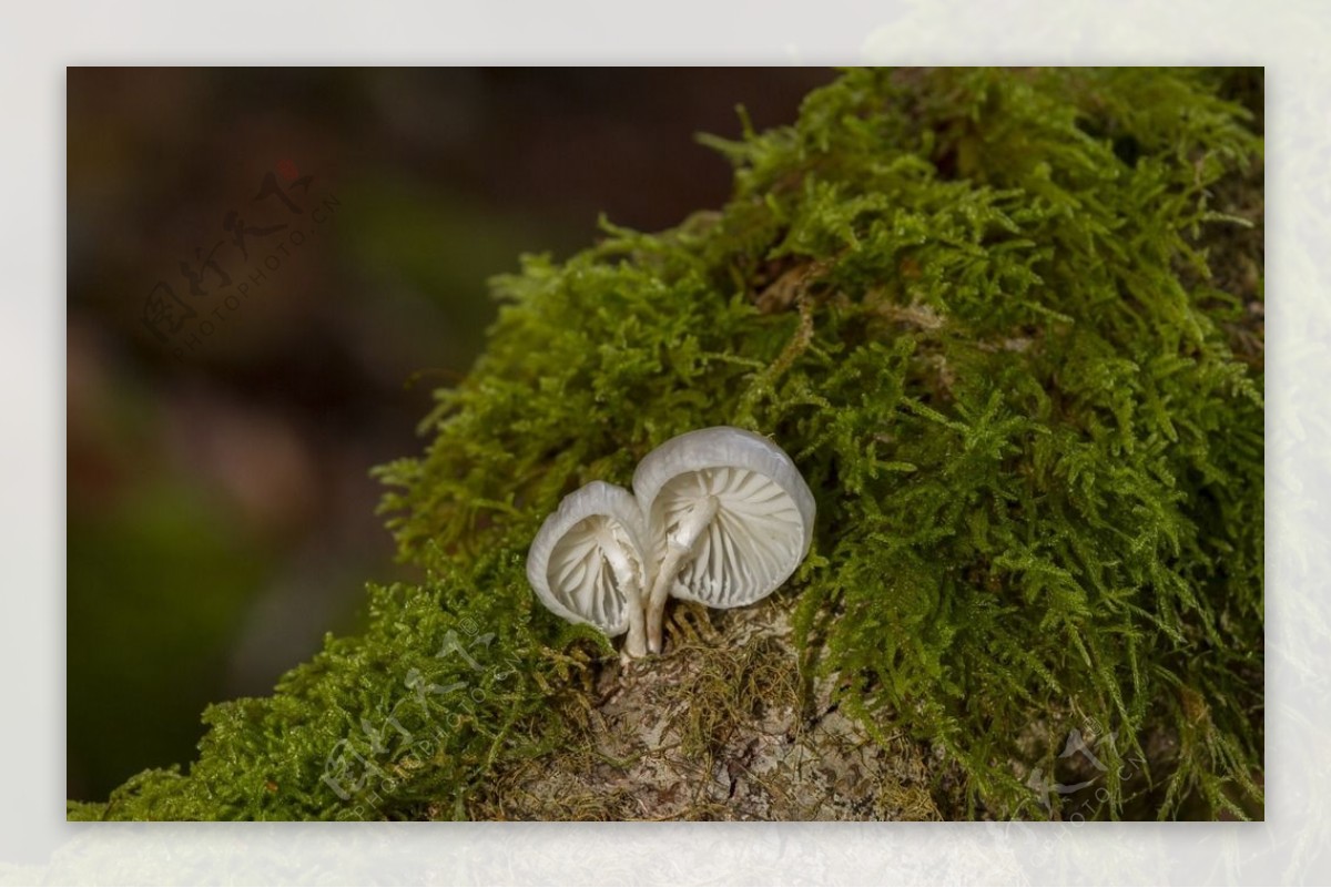 两朵白色小蘑菇