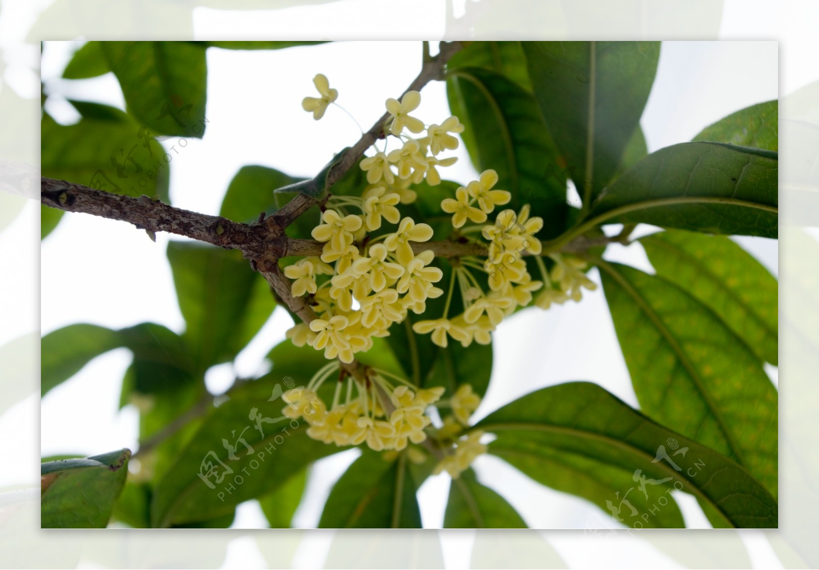 桂花