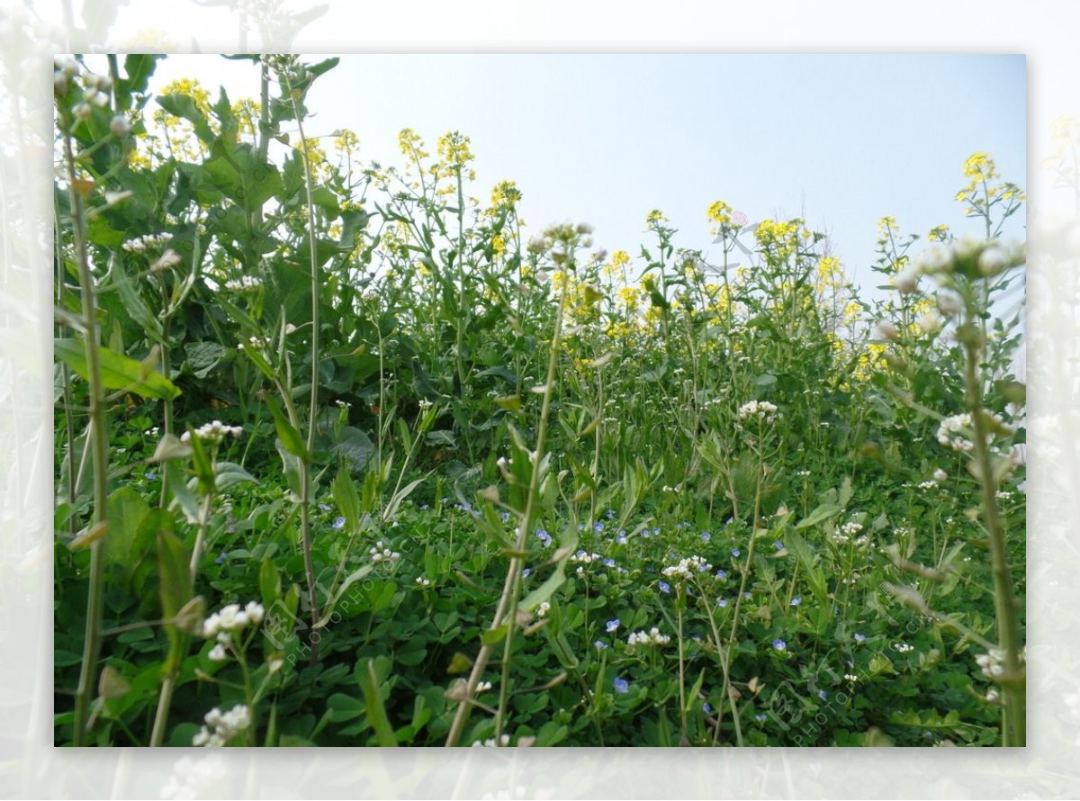 油菜花