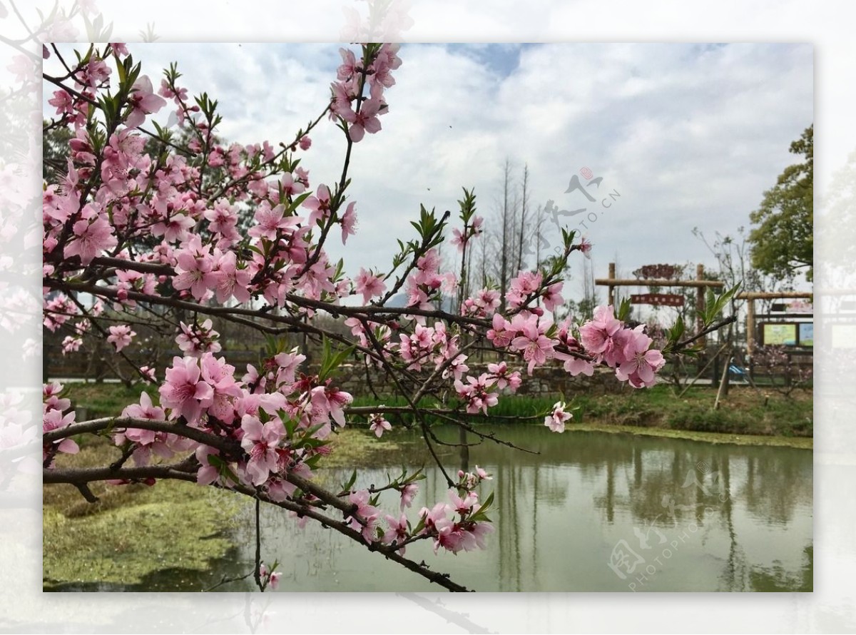 湖畔桃花