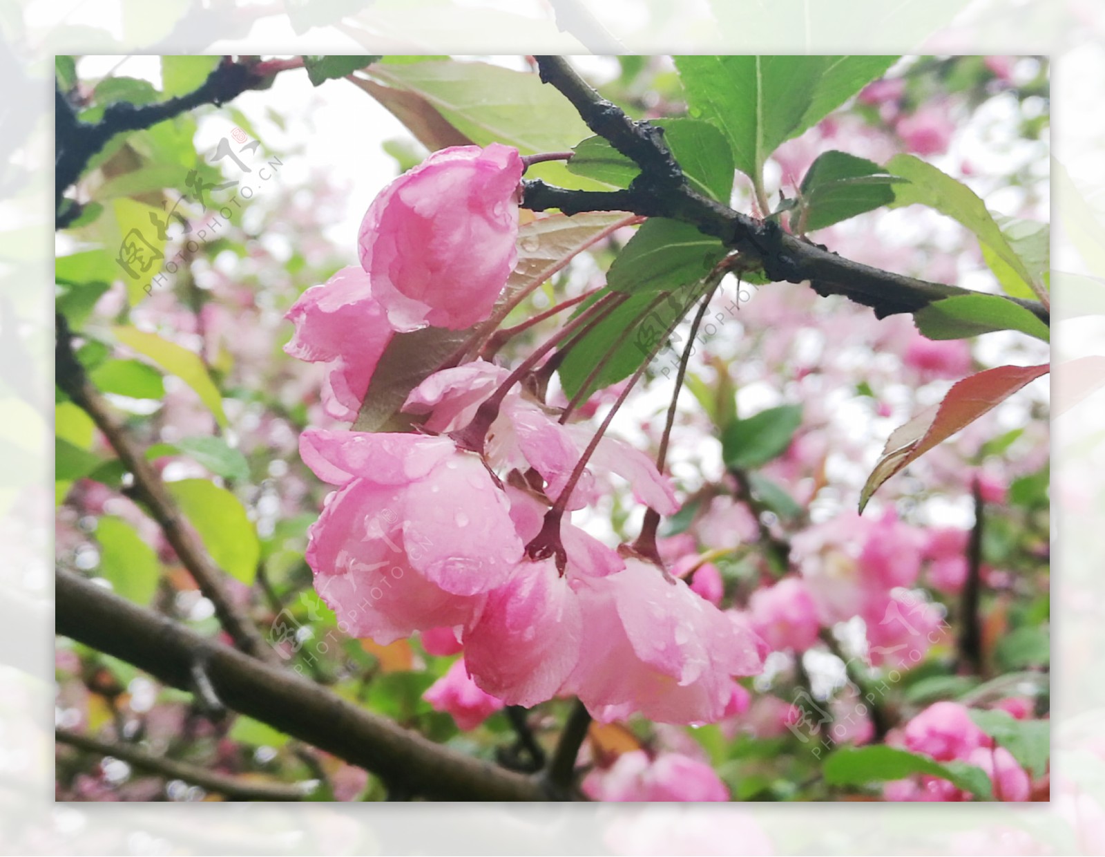 雨中海棠花