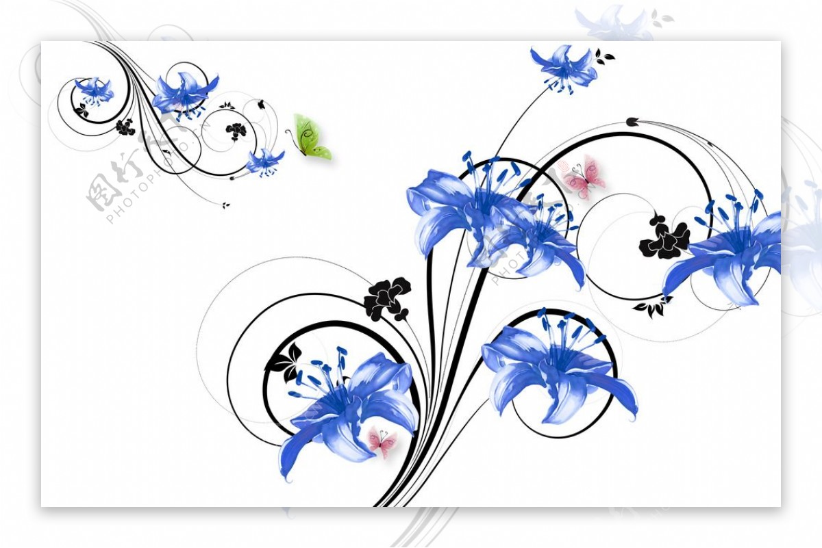 蓝色百合花卉