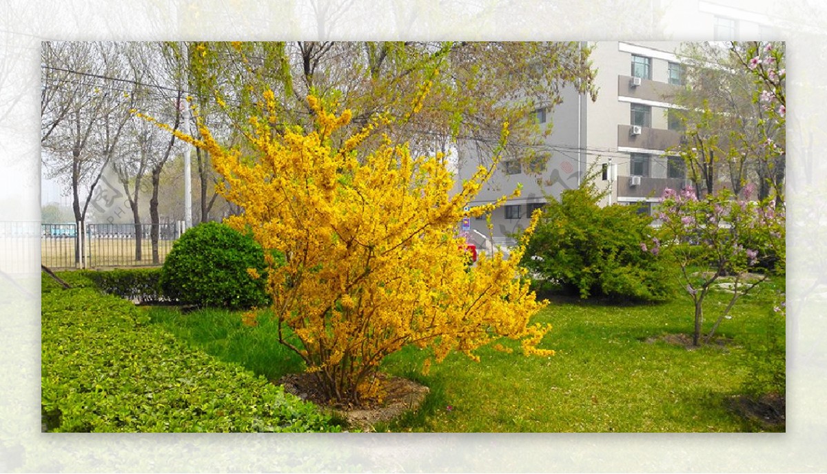公园中的金黄色花树摄影图