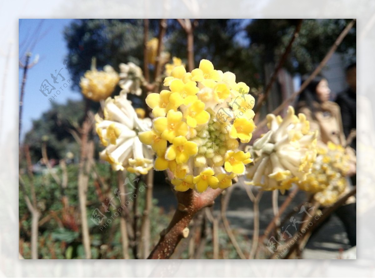 迎春花特写