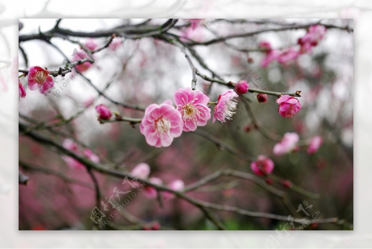 梅花