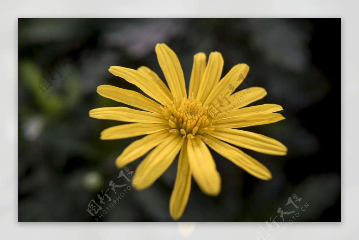 菊花雉菊野菊花黄花