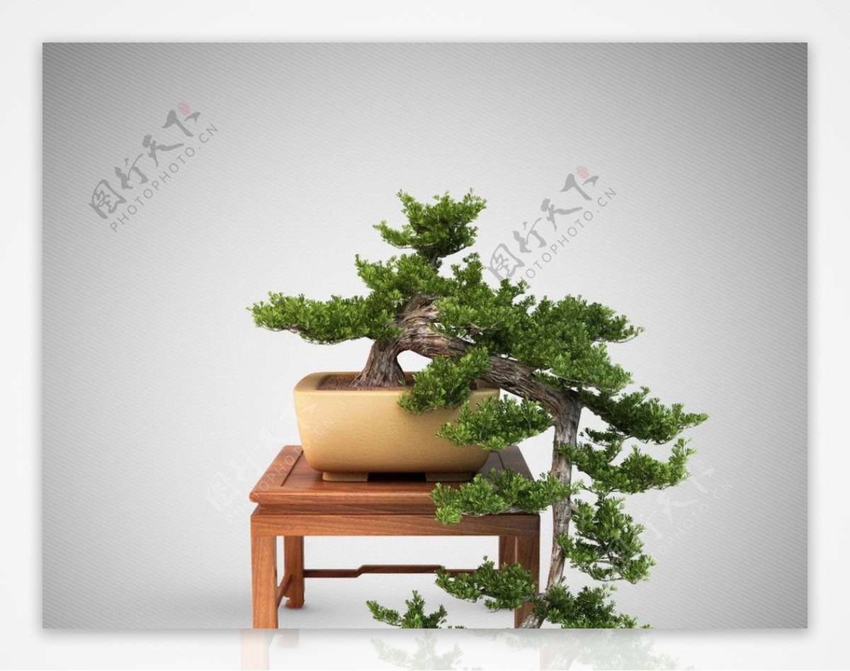 植物树模型