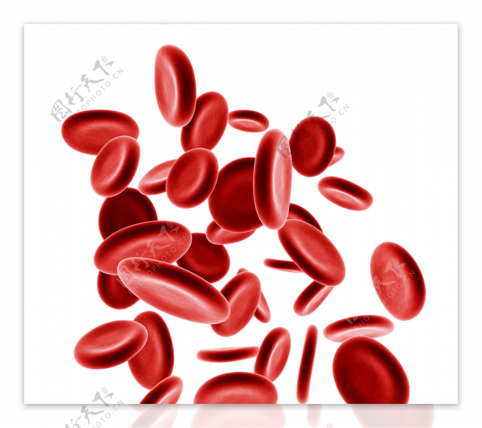 红细胞血小板