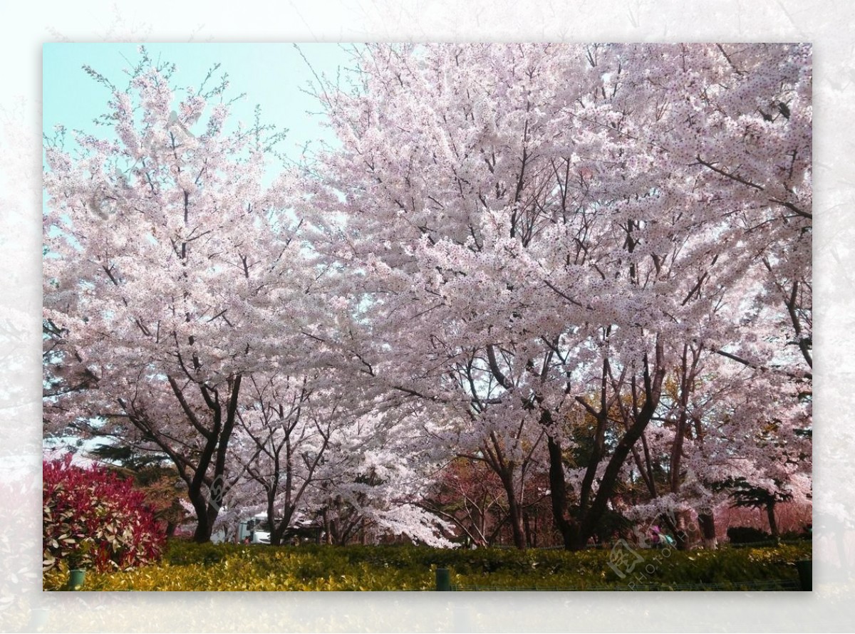 青岛中山公园粉色樱花