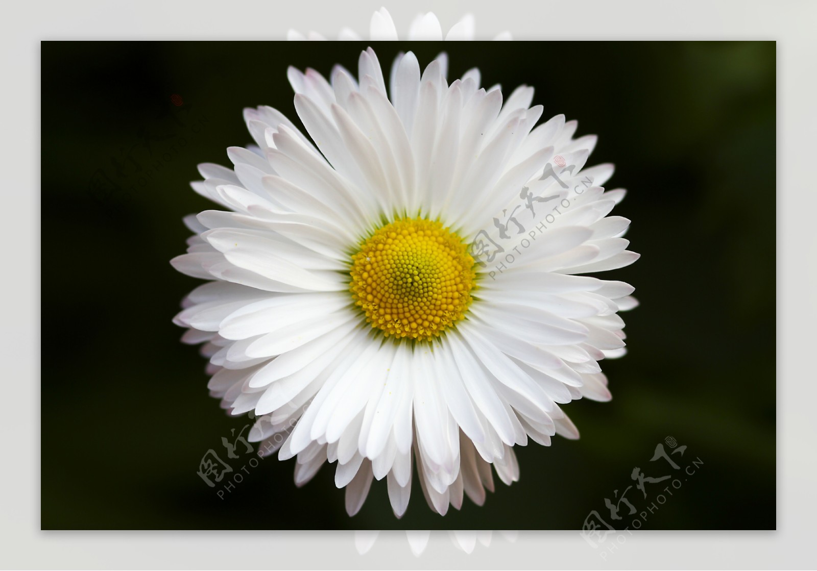 白色的小雏菊