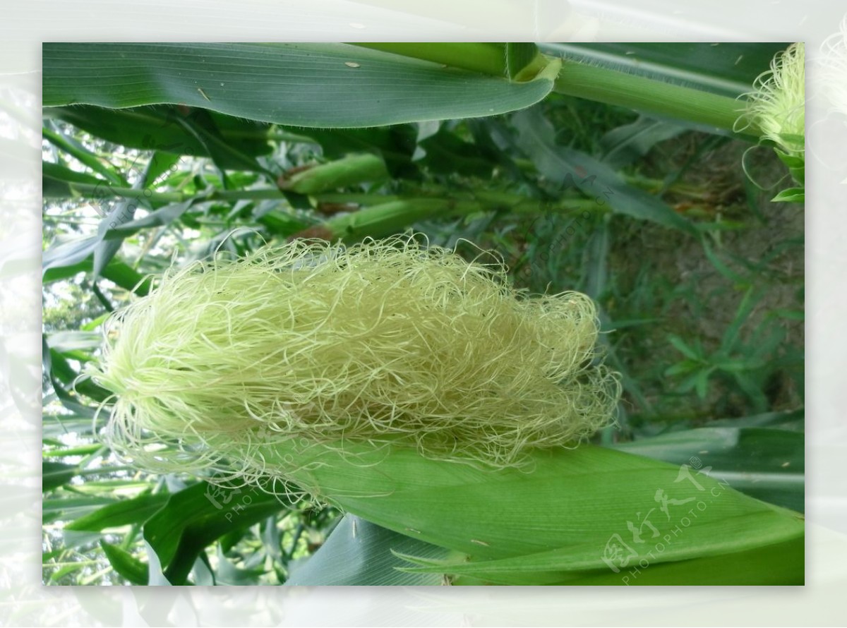 玉米须的功效与作用及禁忌网用法收 玉米须的营养如何？_华夏智能网