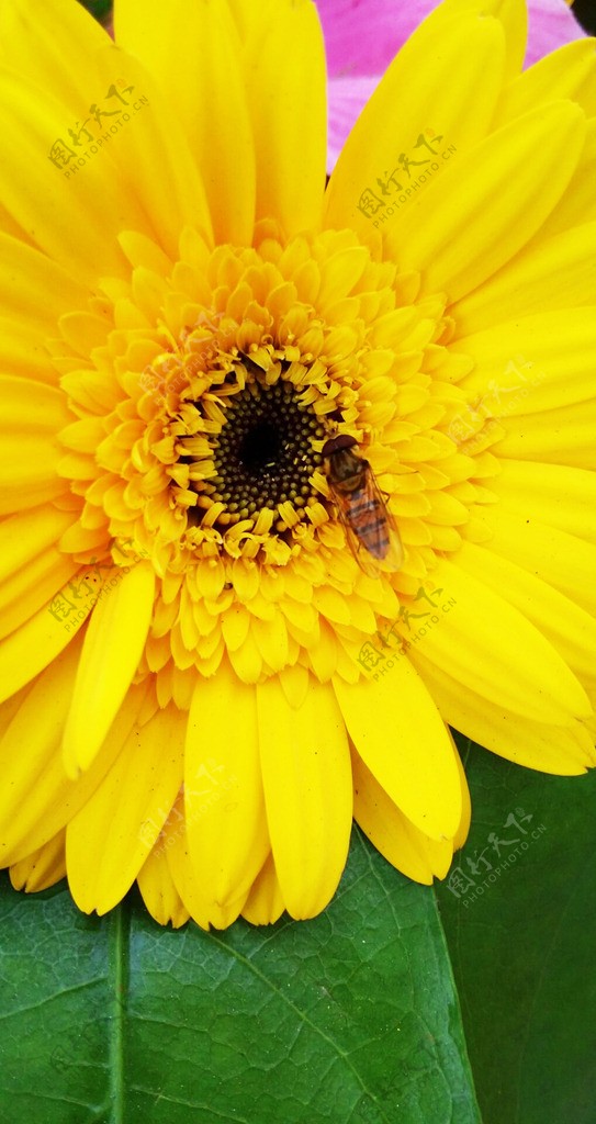 花蜜蜂