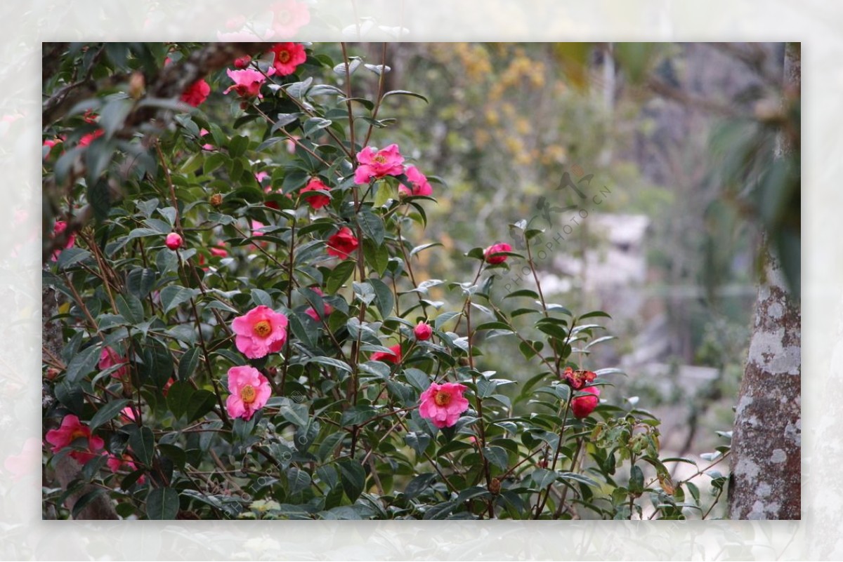 山茶花