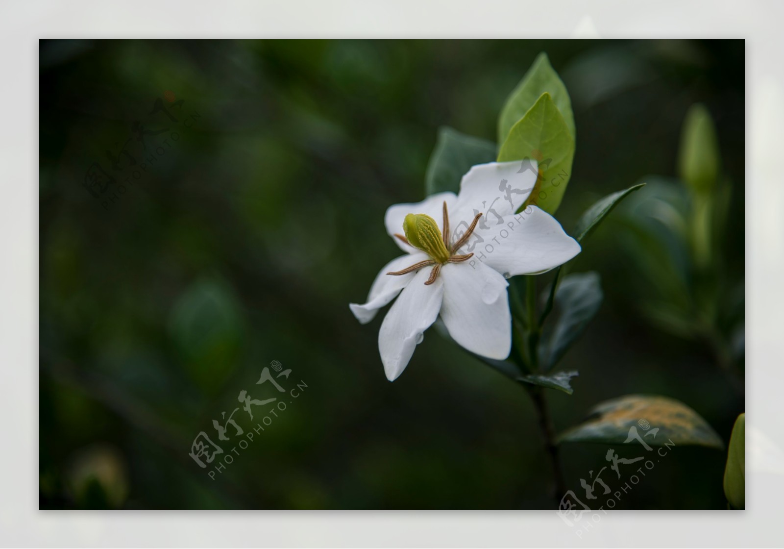 栀子花