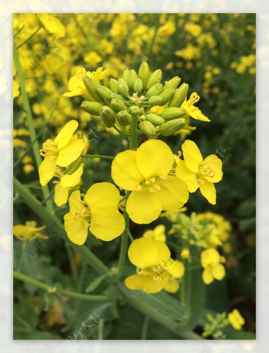 油菜花