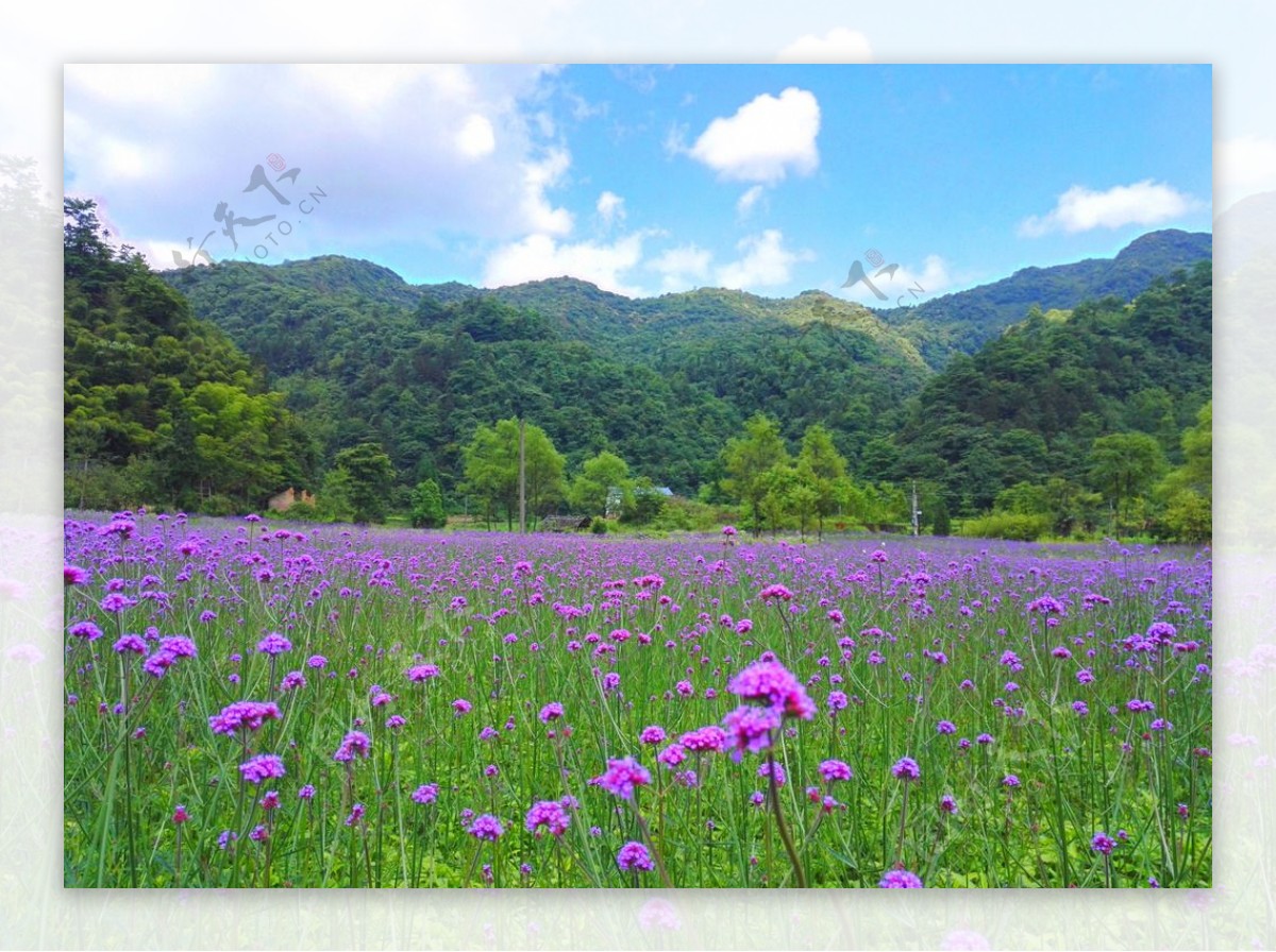 李公坝花海