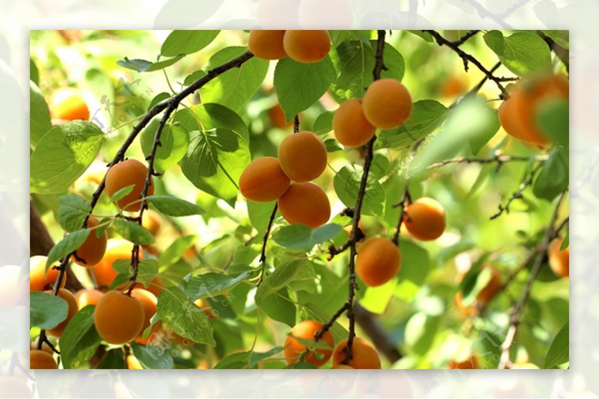 麦香黄杏、杏子、甜杏水果|摄影|静物|河南峰哥 - 原创作品 - 站酷 (ZCOOL)