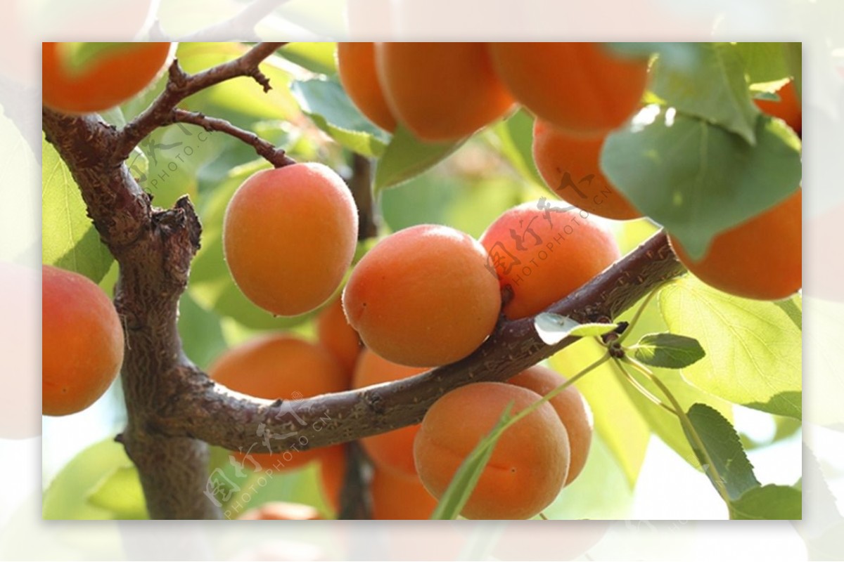 树上成熟的杏子图片高清原图下载,树上成熟的杏子图片,高清图片,壁纸 - 天下桌面